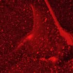 ΗΜΙΜOΝΙΜΟ ΒΕΡΝIΚΙ SEMILAC 396 FLASH & BLUSH 7ml - Image 3