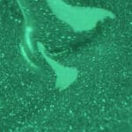 ΗΜΙΜOΝΙΜΟ ΒΕΡΝIΚΙ SEMILAC 410 MORE ENERGY 7ml - Image 4